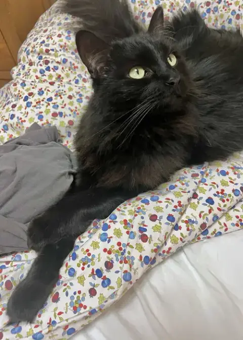 Millie