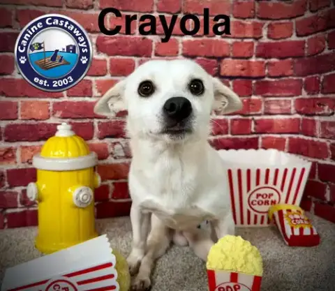 Crayola photo 4