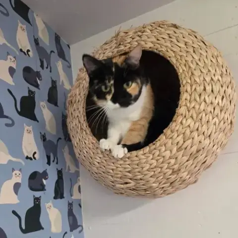 Athena