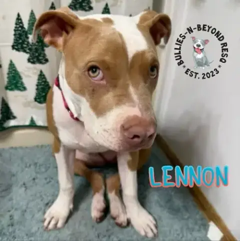 Litter Of 6: Lennon photo 2