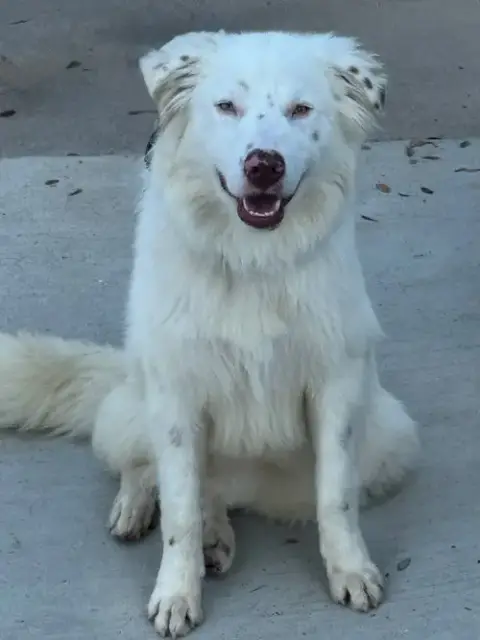 Bubba photo 3