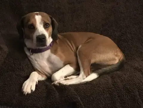 Mya