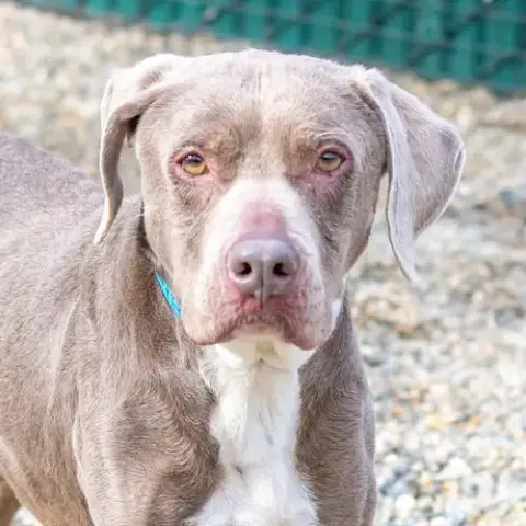 Hazel
