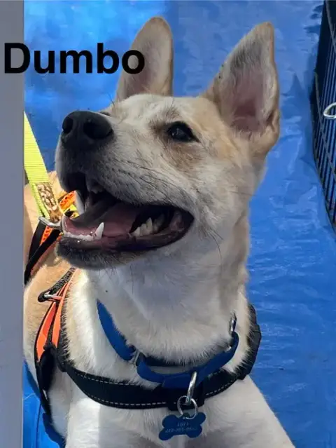 Dumbo photo 4