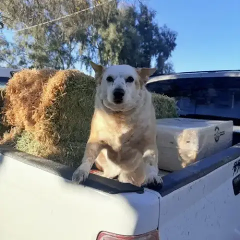 Norma Jean