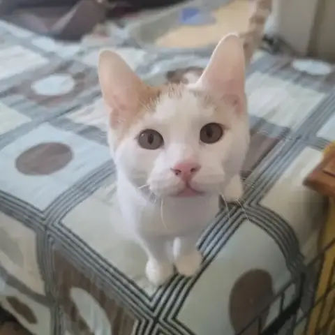 Tater
