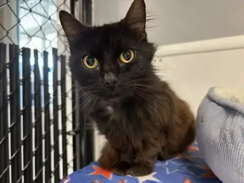 Sybil