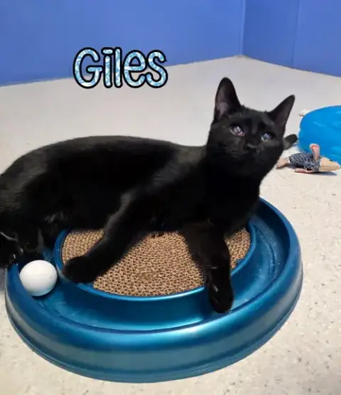 Giles photo 2