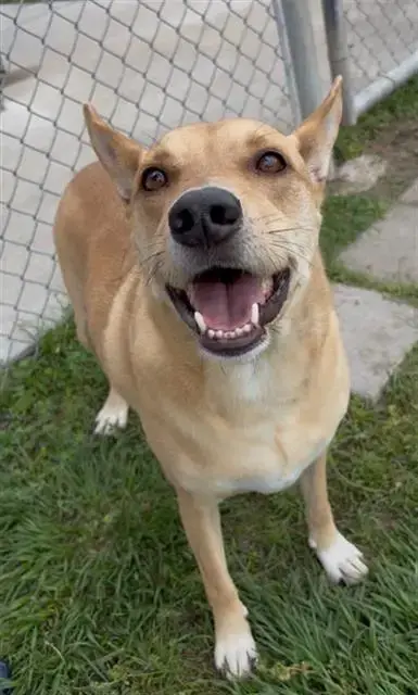 Benji