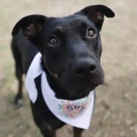 Harper