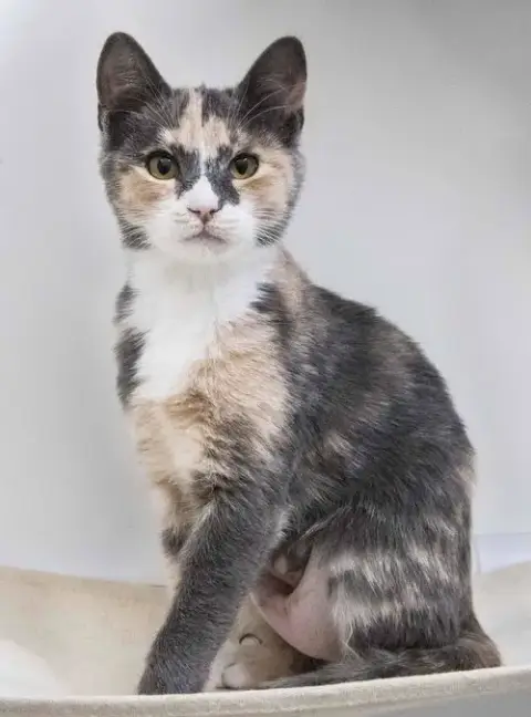 Freya