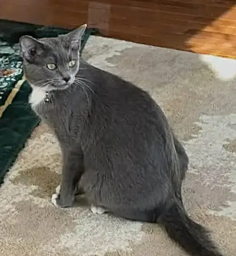 Mitzy