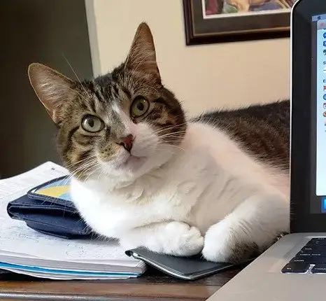 Fair The Anti-Cat Cat photo 3