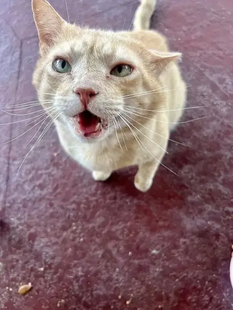 Garfield K photo 2