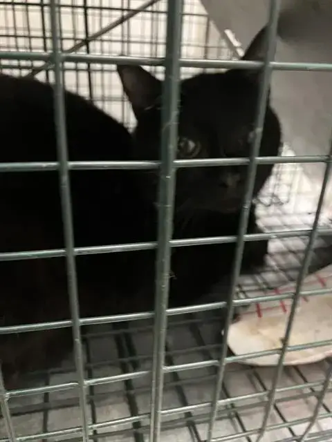 Micah