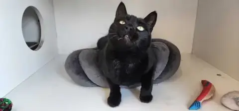 Thachery Binx photo 3