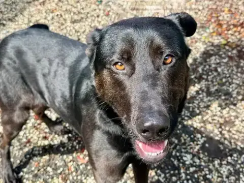 Rocky A422137 photo 2