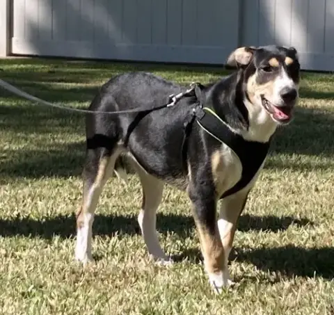 Xena photo 4