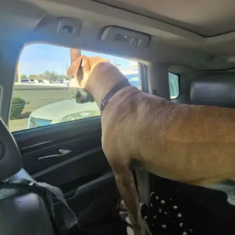 Sampson photo 4