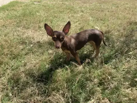 Pixie photo 3