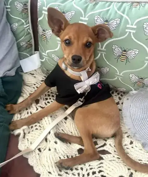 Chico