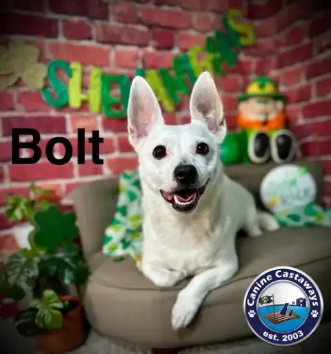Bolt photo 4
