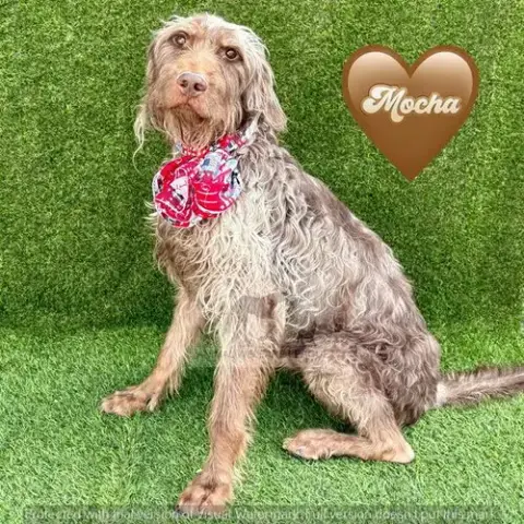Mocha