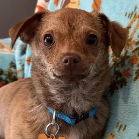 Chorizo
