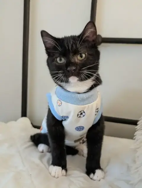Louie