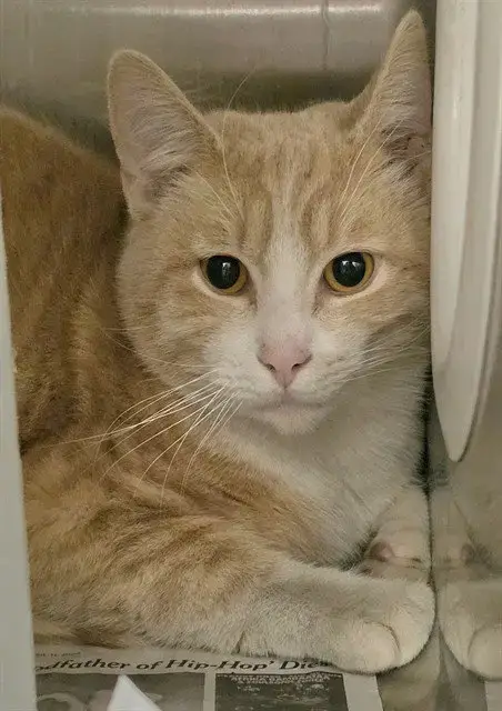 Archie