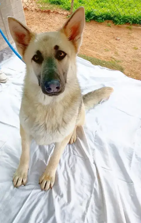 Dougie -