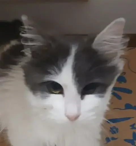 Angora
