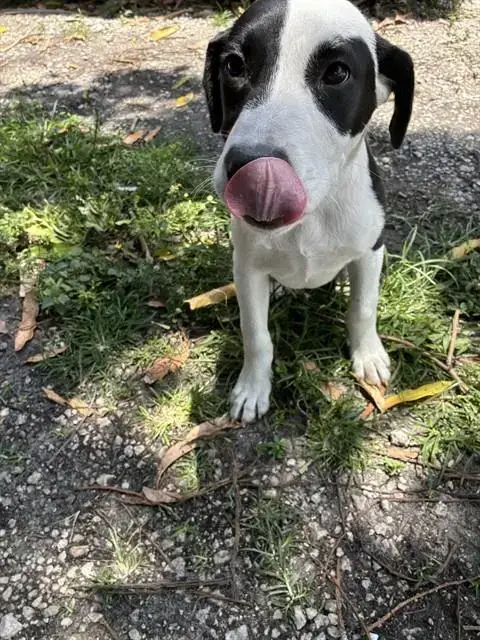 Buddy