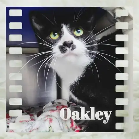 Oakley