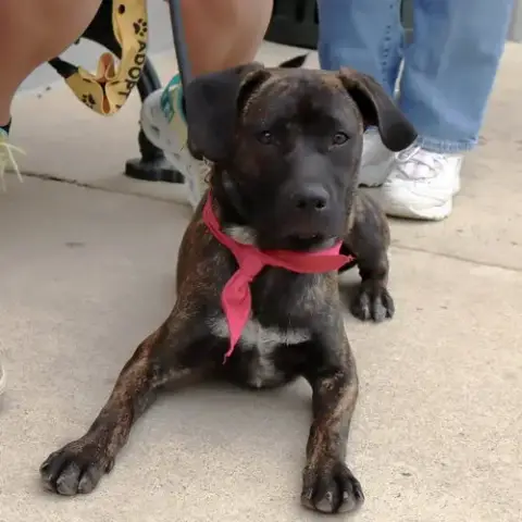 M Pup Mary photo 3
