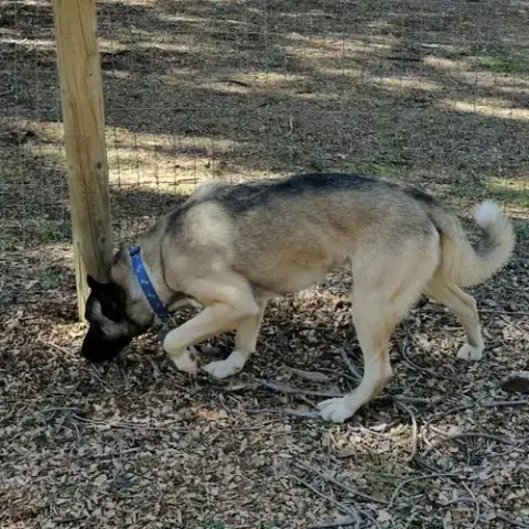 Arlo photo 3