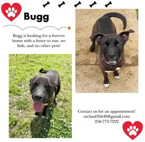 Bugg