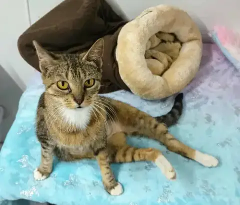 Sadie Adult Female Tabby Fiv+ photo 3