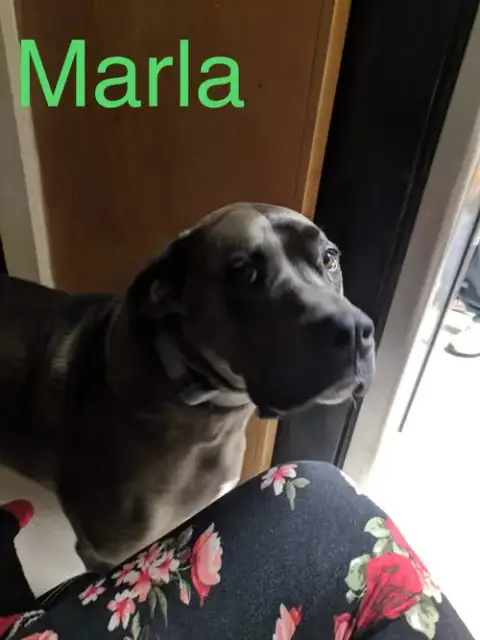 Marla