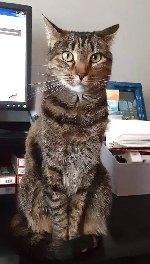 Tigress