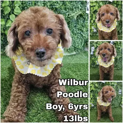 Wilbur From Korea