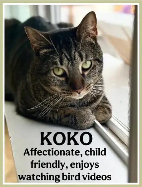Koko photo 4