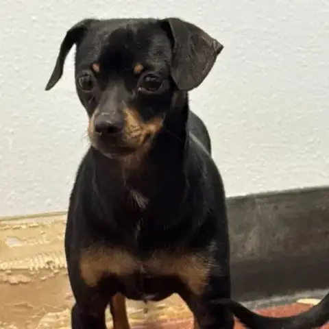 Daphne