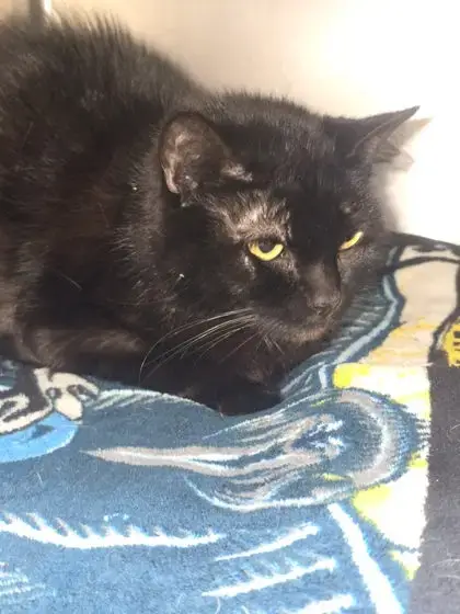 Binx