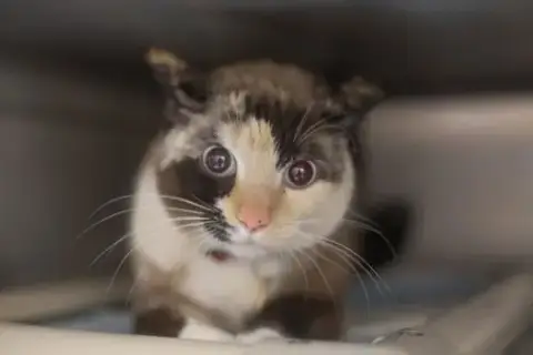 Snookums