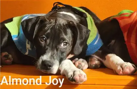 Almond Joy photo 2