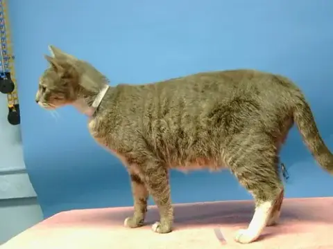 Petunia