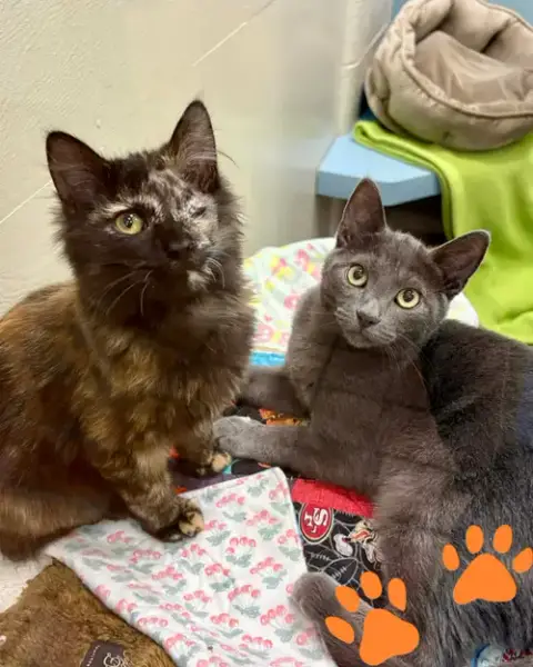 Beanie Baby 307669 And Silverstine 307230