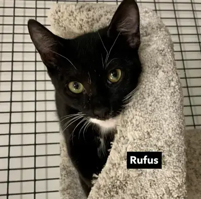 Rufus photo 2