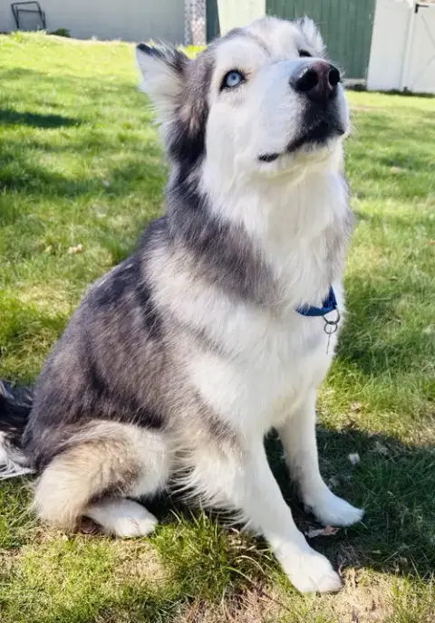 Lobo